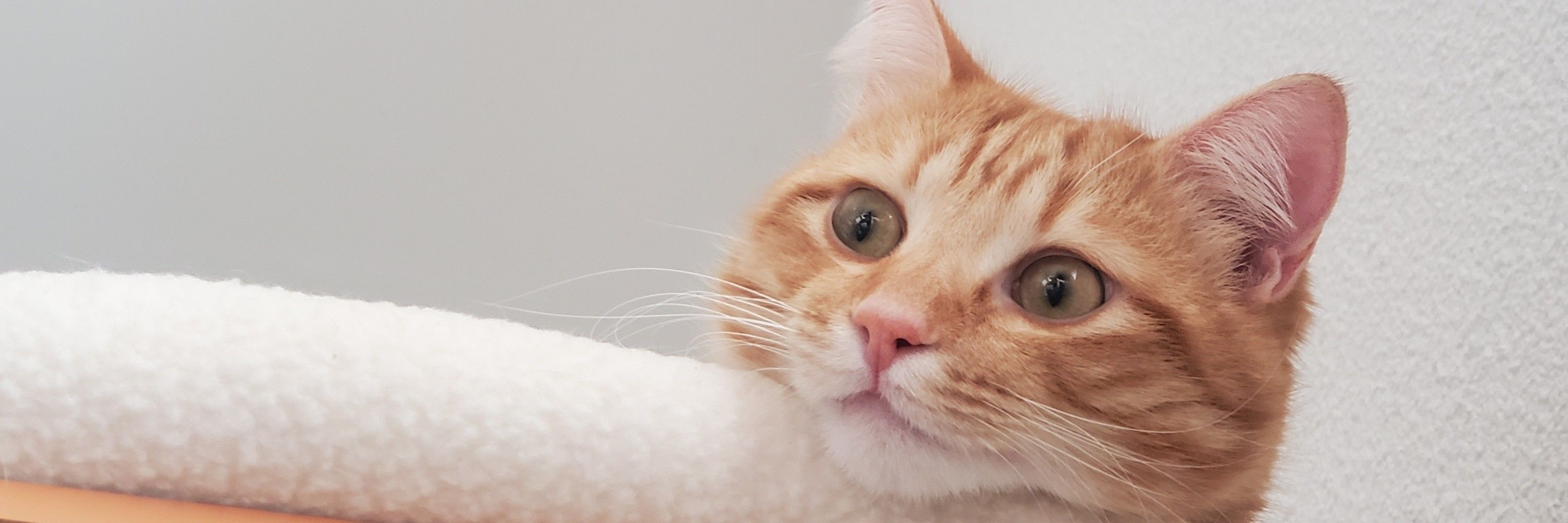 🧶무모한주먹밥🐱