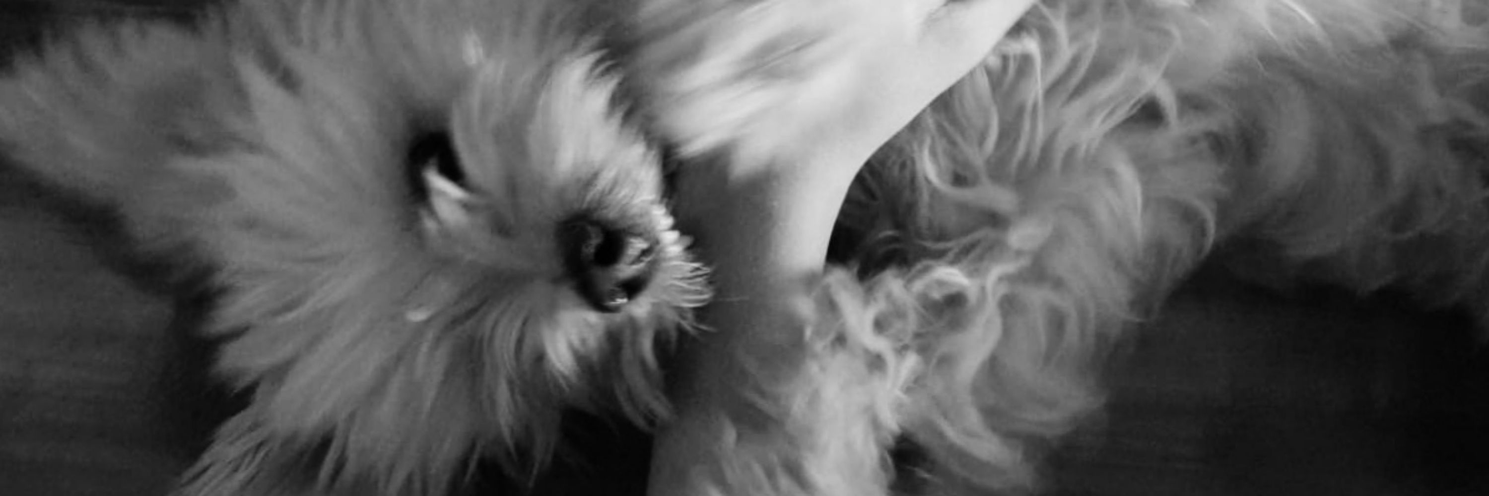 Evy