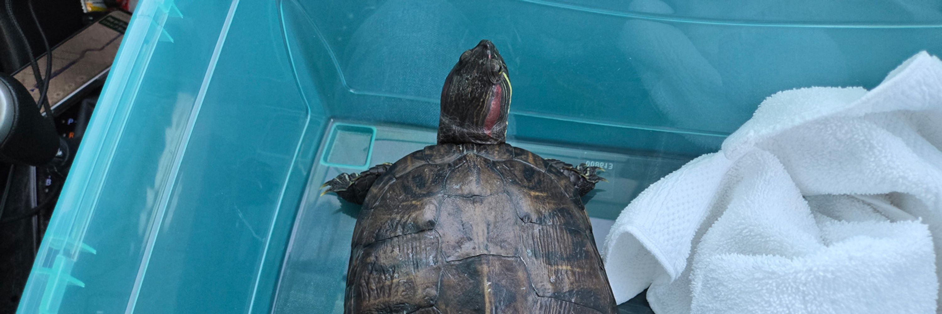 Jalapeño, the turtle who lived