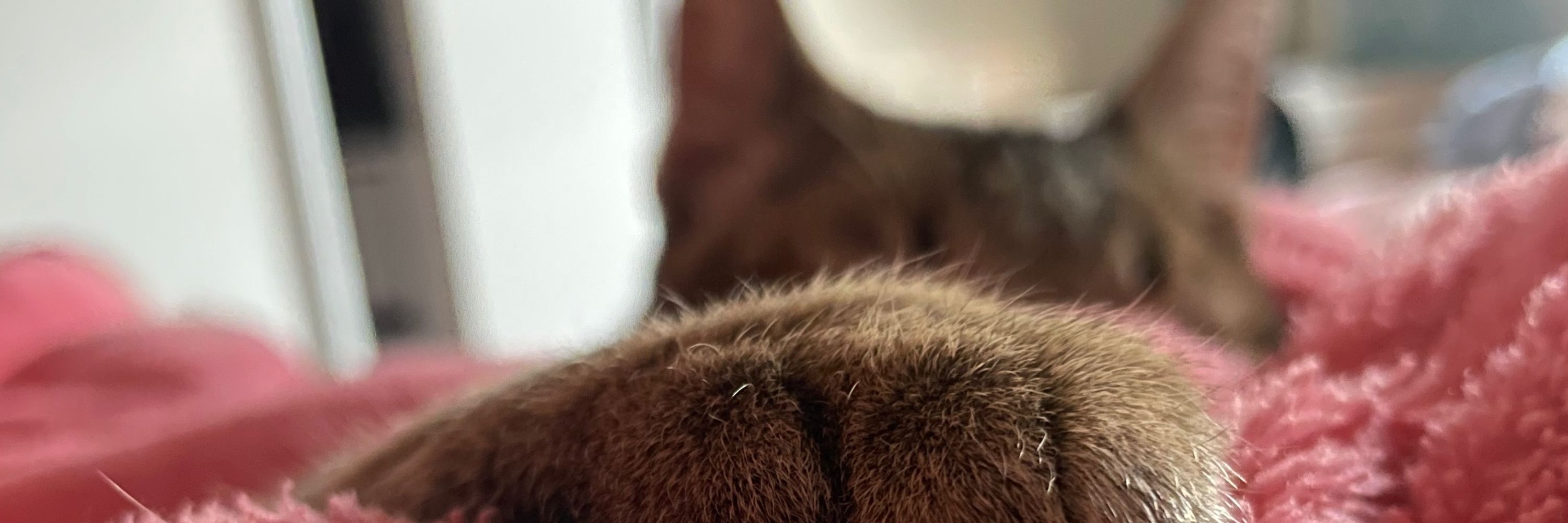 🐈‍⬛