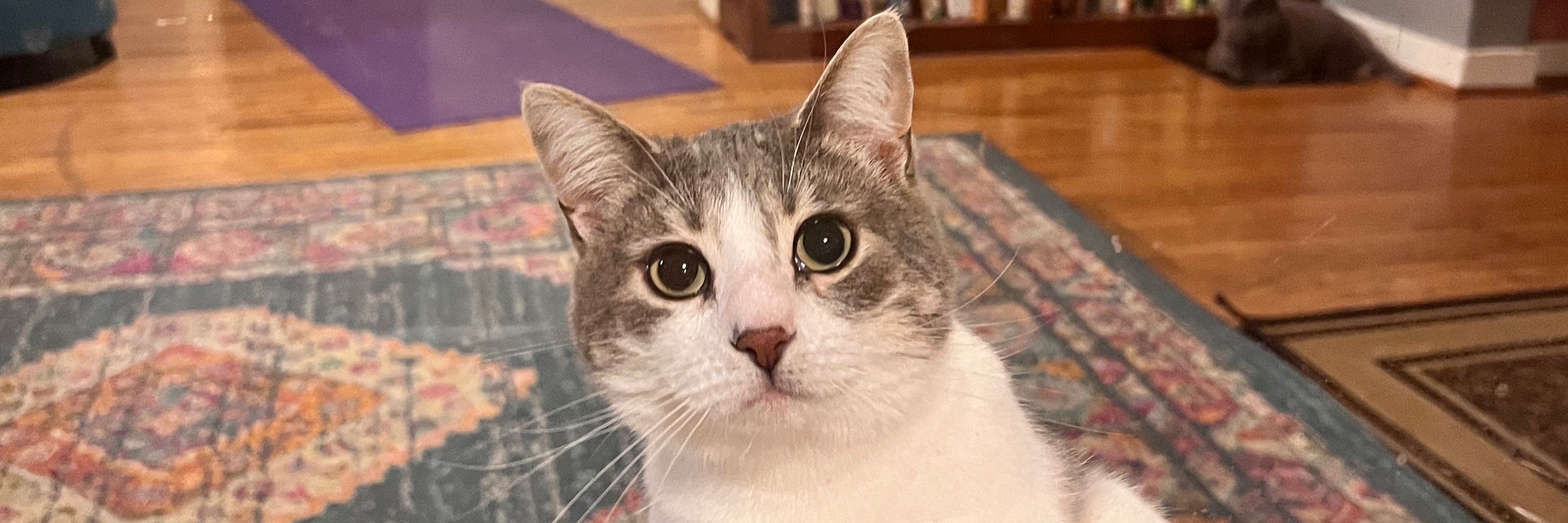 I’ve Pet That Cat