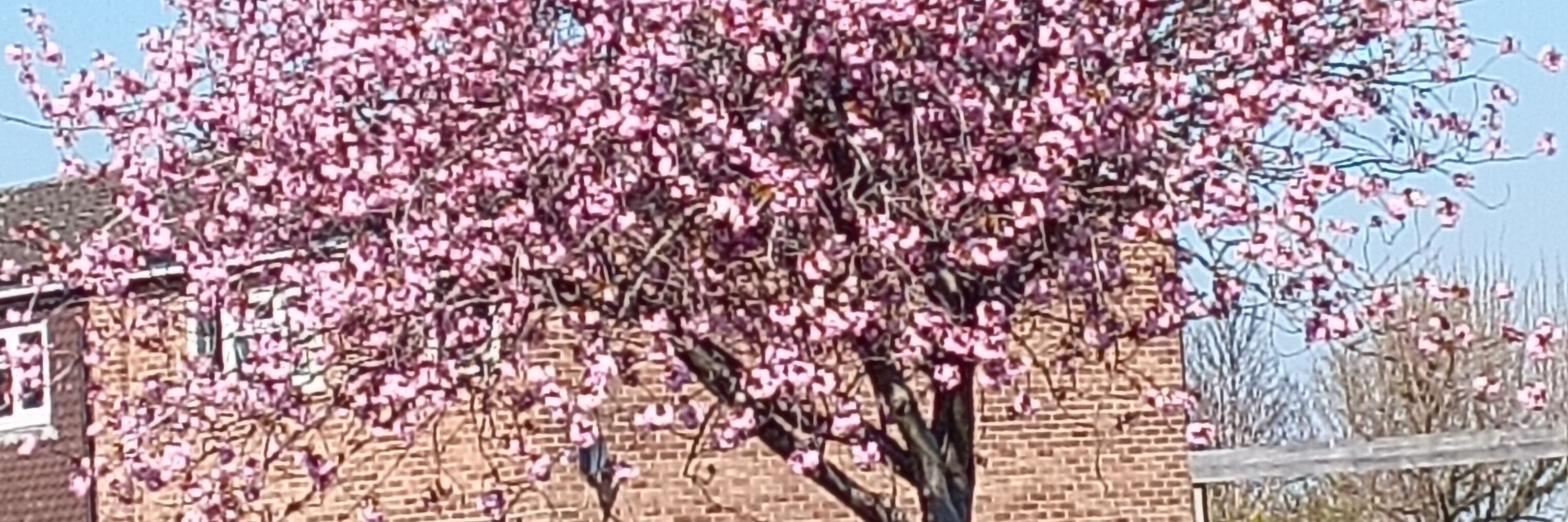 sakura🌸