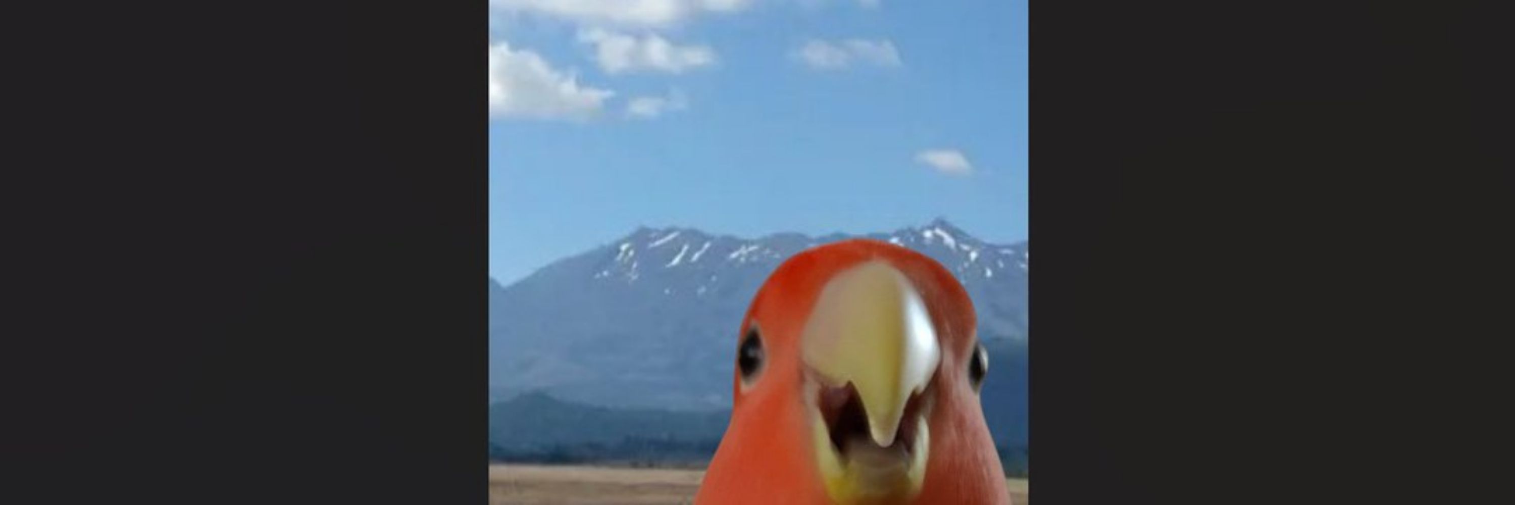 Biki