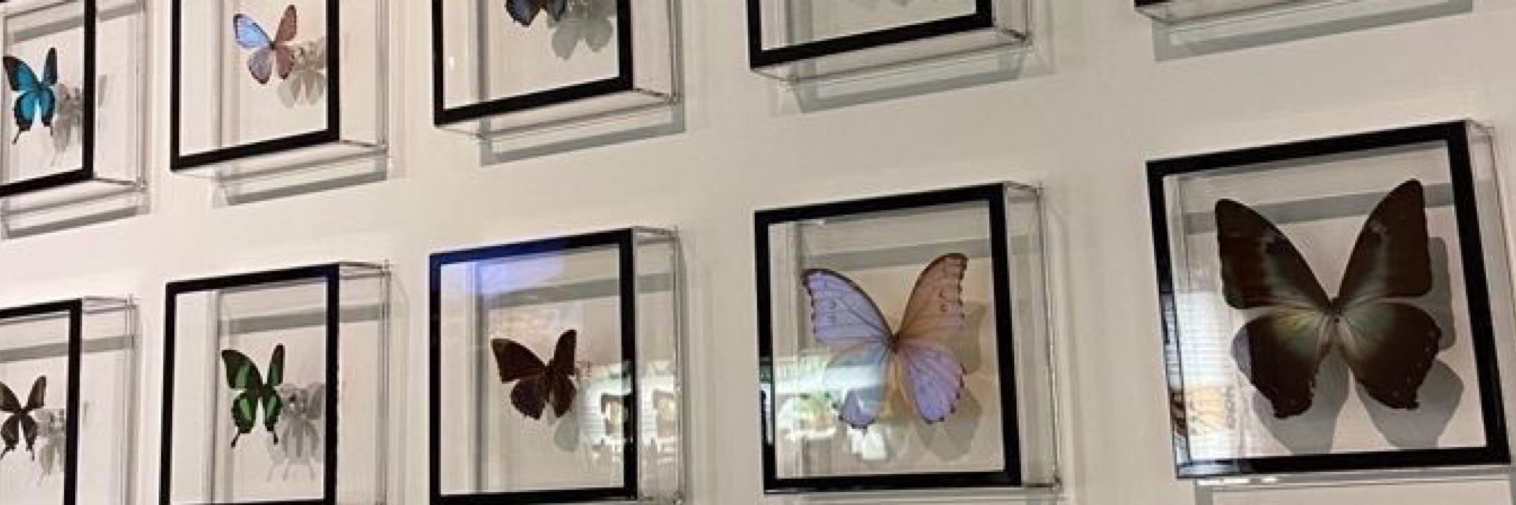 febrina🦋