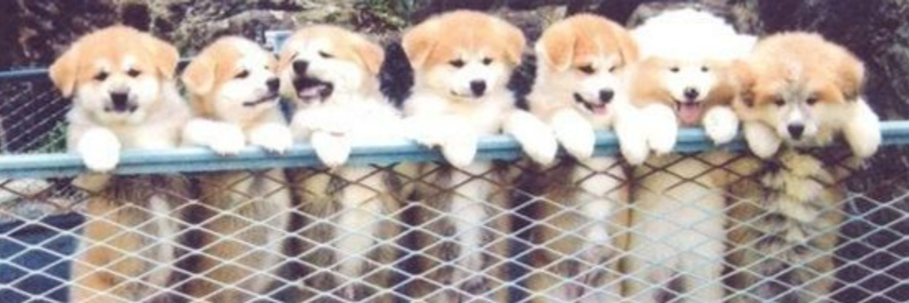 えすぴん