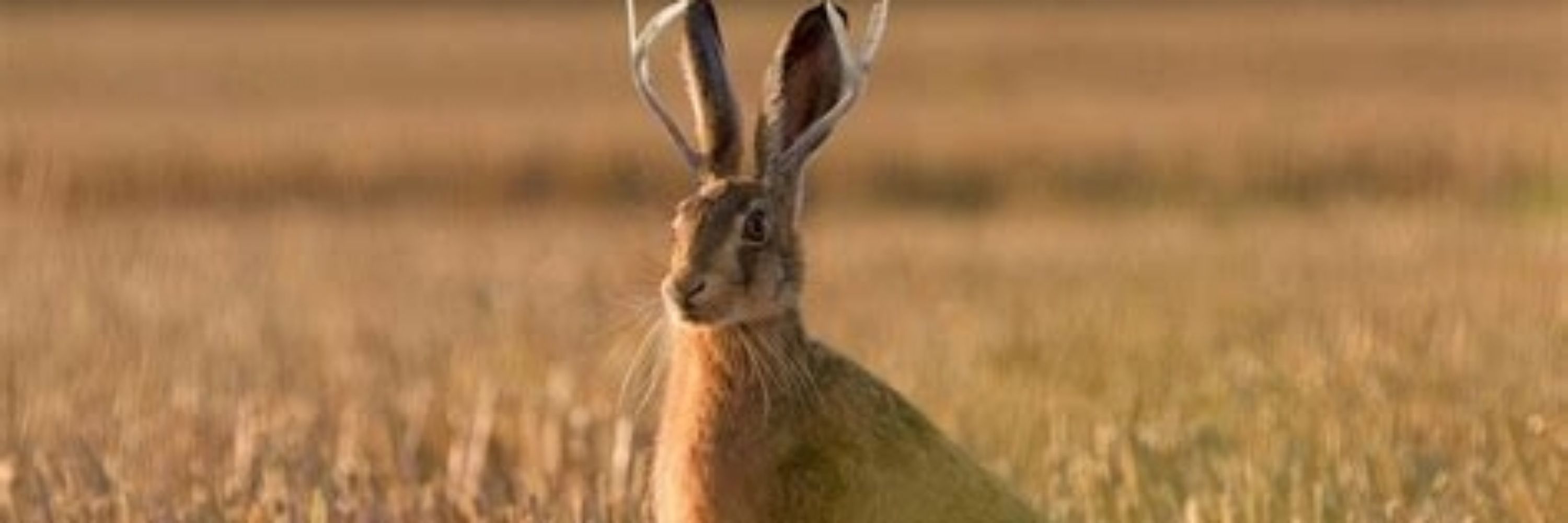 🇨🇦 Jackalope 🇨🇦 🦫