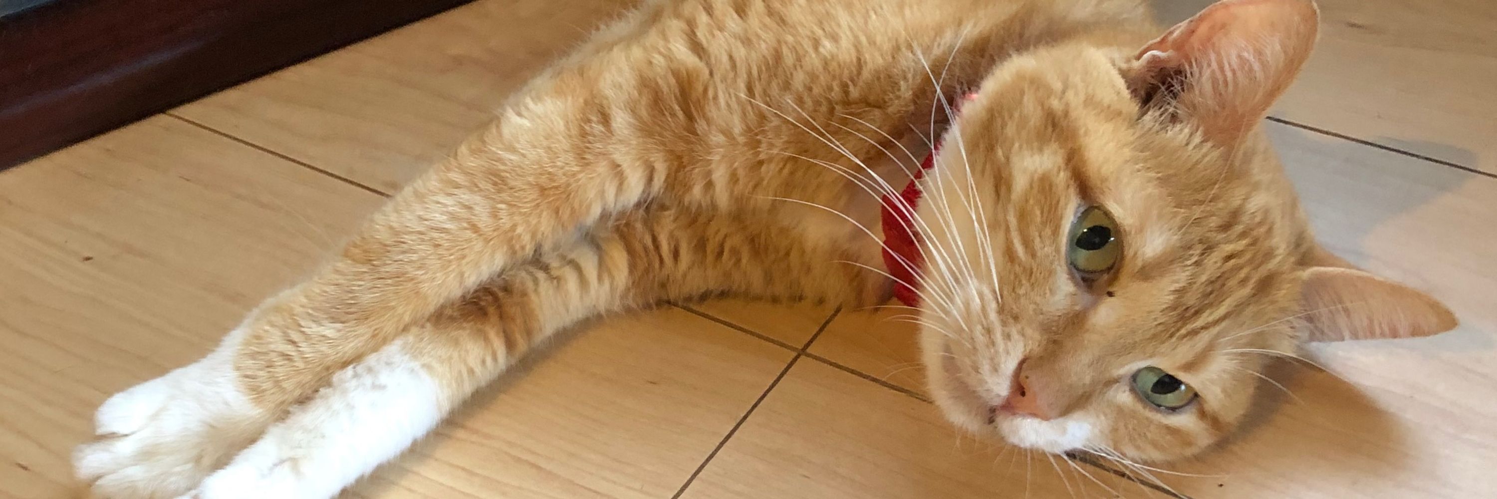 🐾コタロー🐾