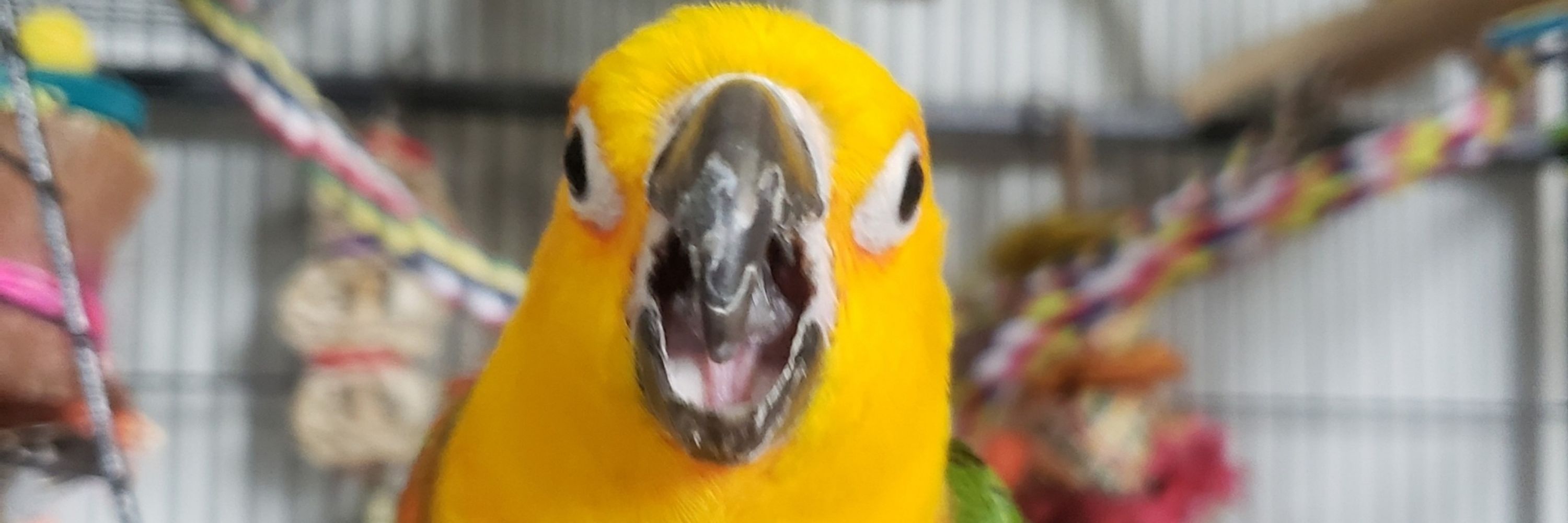 Lady RatBird