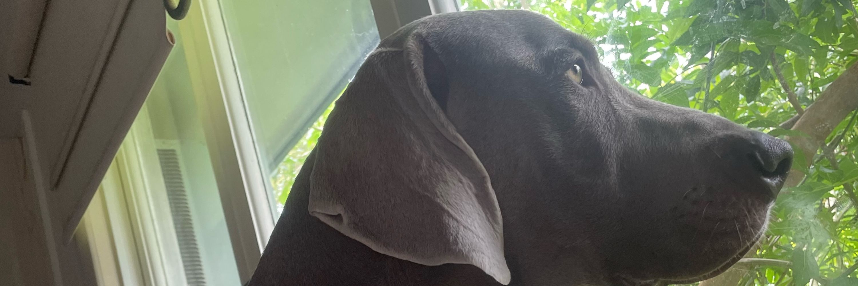 Weimaraner Hounds