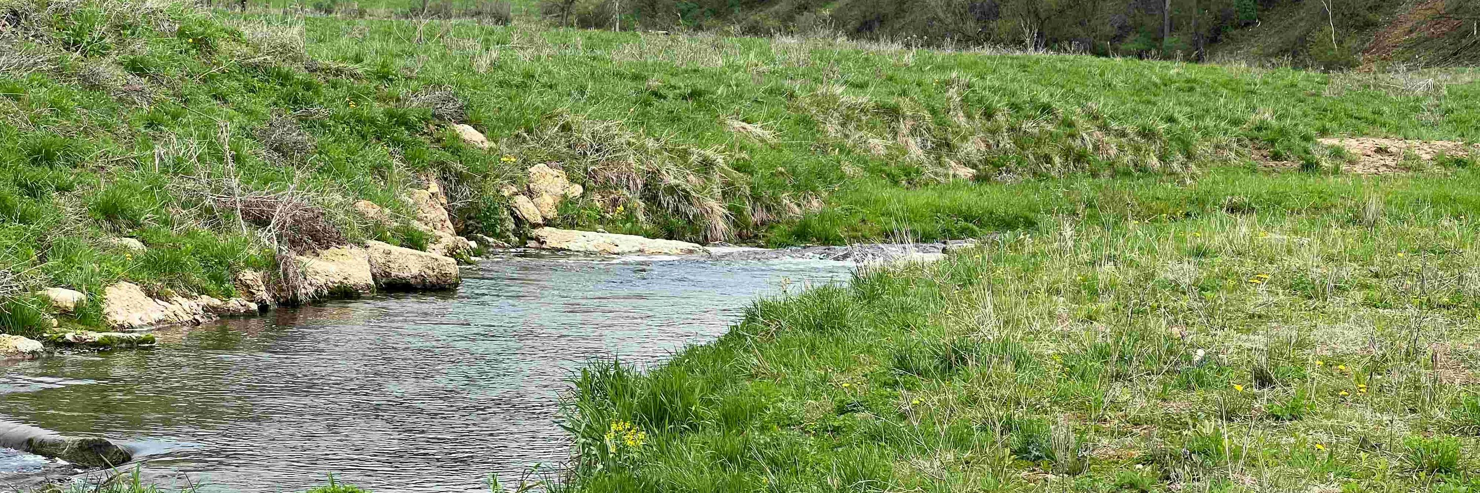 DriftlessFlyGuy