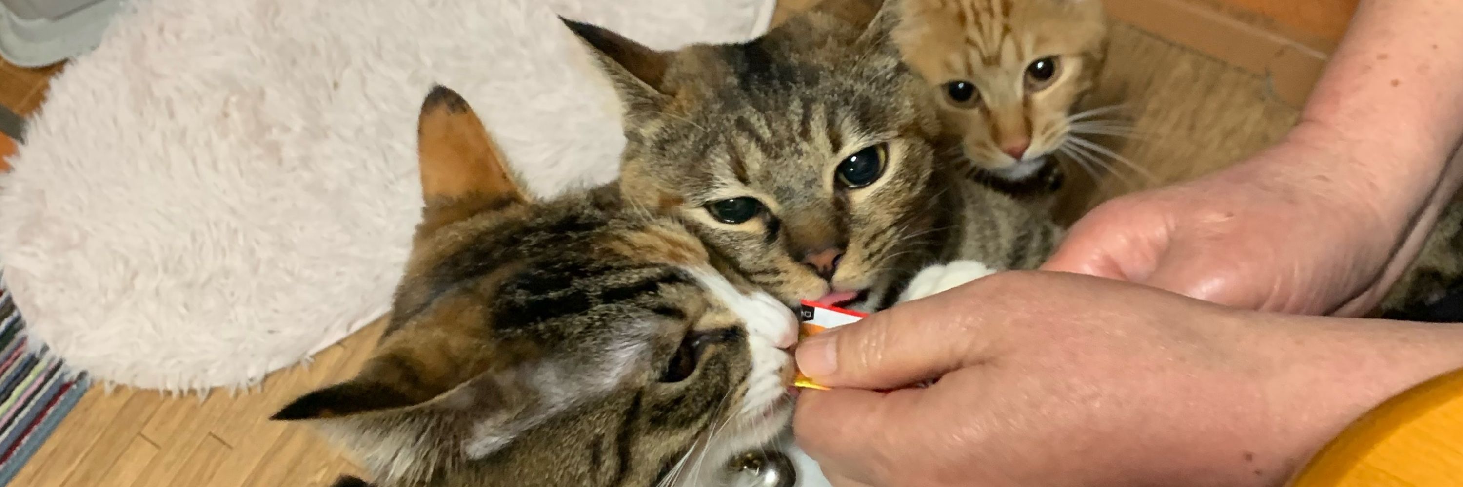 暁と3びきの猫