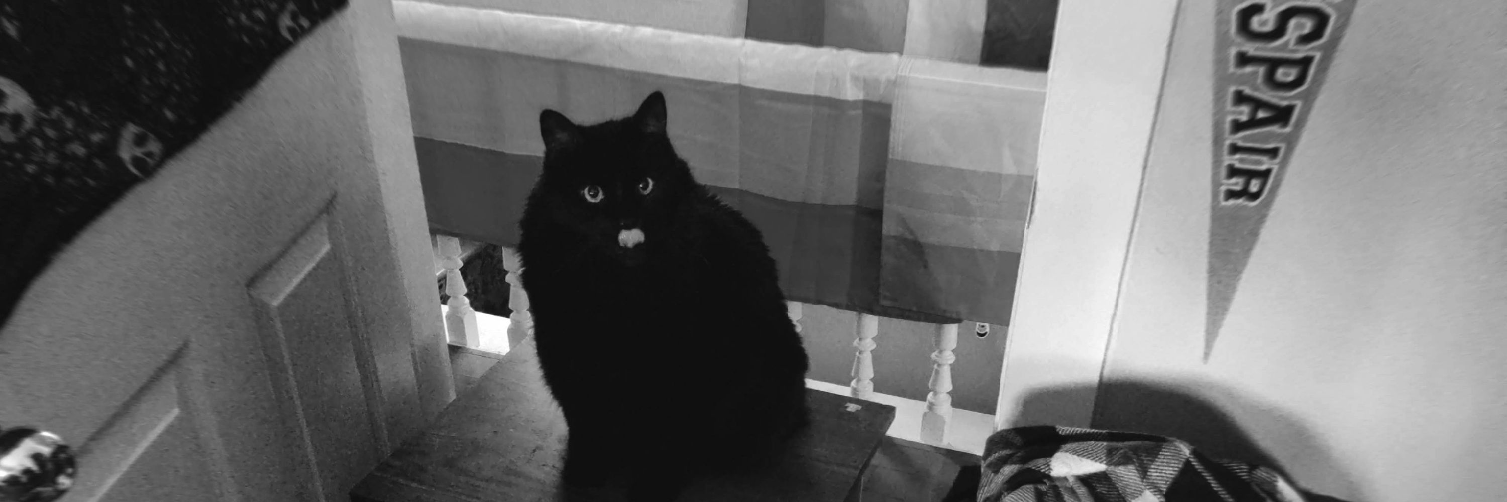 satahshanks the kale gay cat