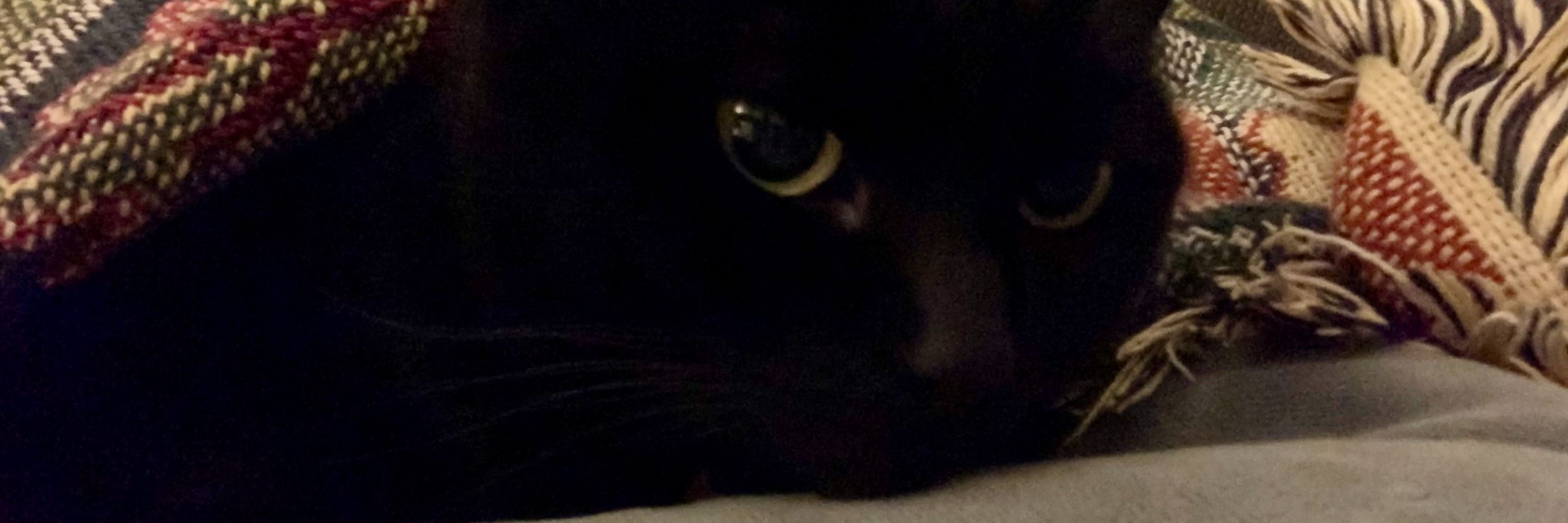 Arin 🐈‍⬛