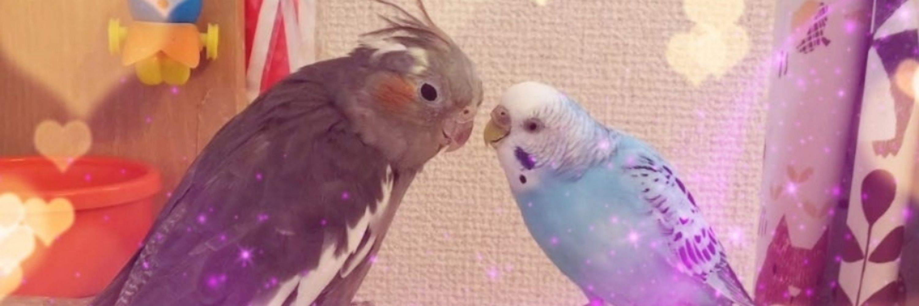 🍊ぴーちゃんの部屋🍊