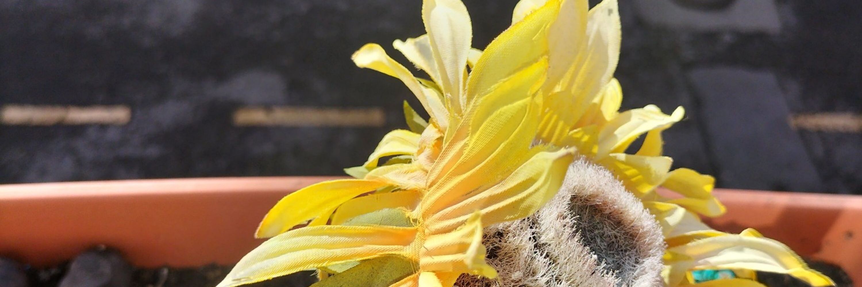 Girasoles pochillos 🍄