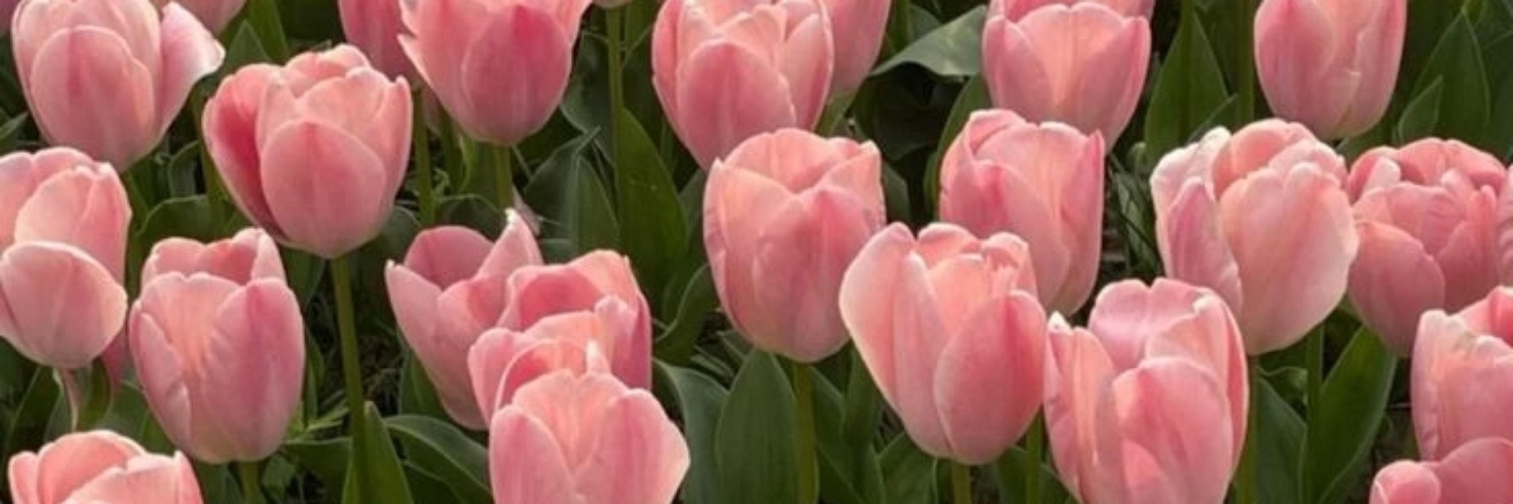 Ana 🌷