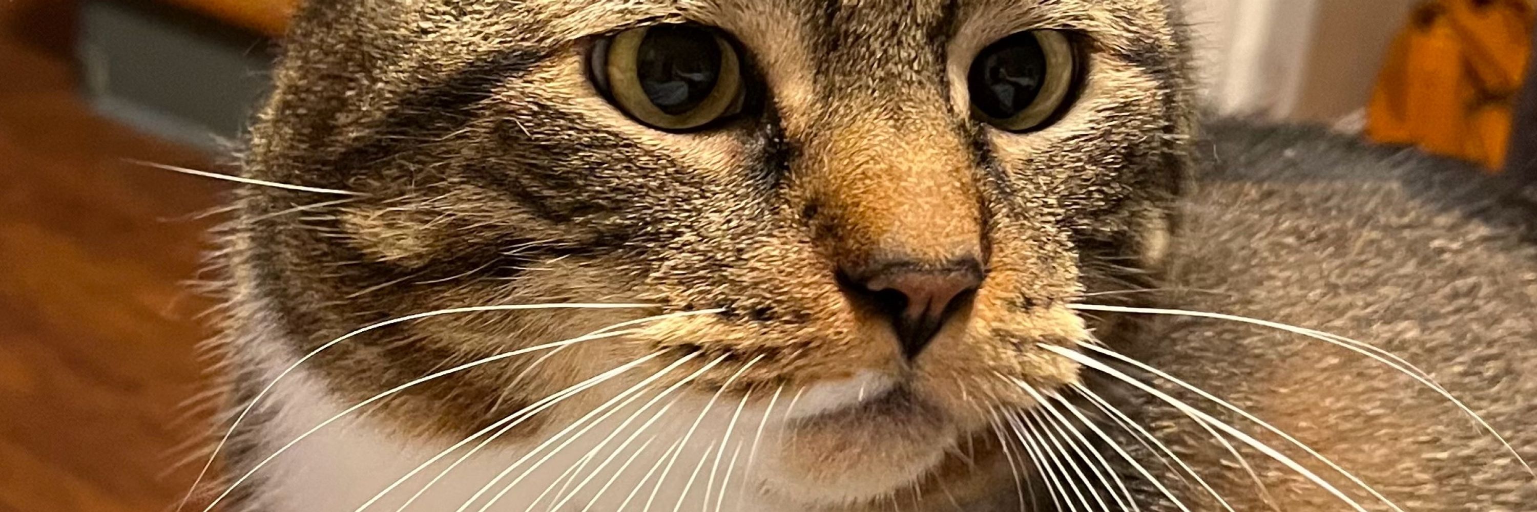 The Mad Catter56