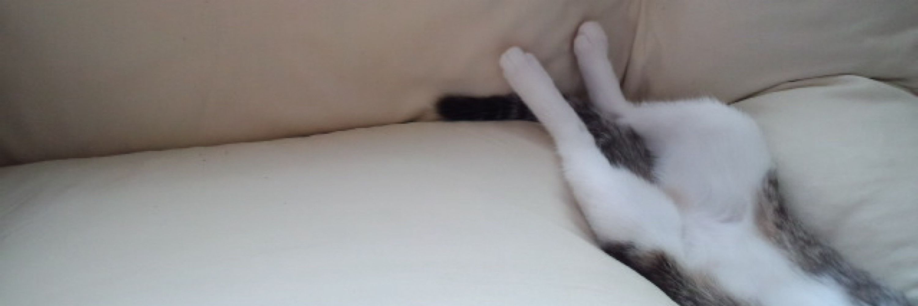 猫の名はぼく
