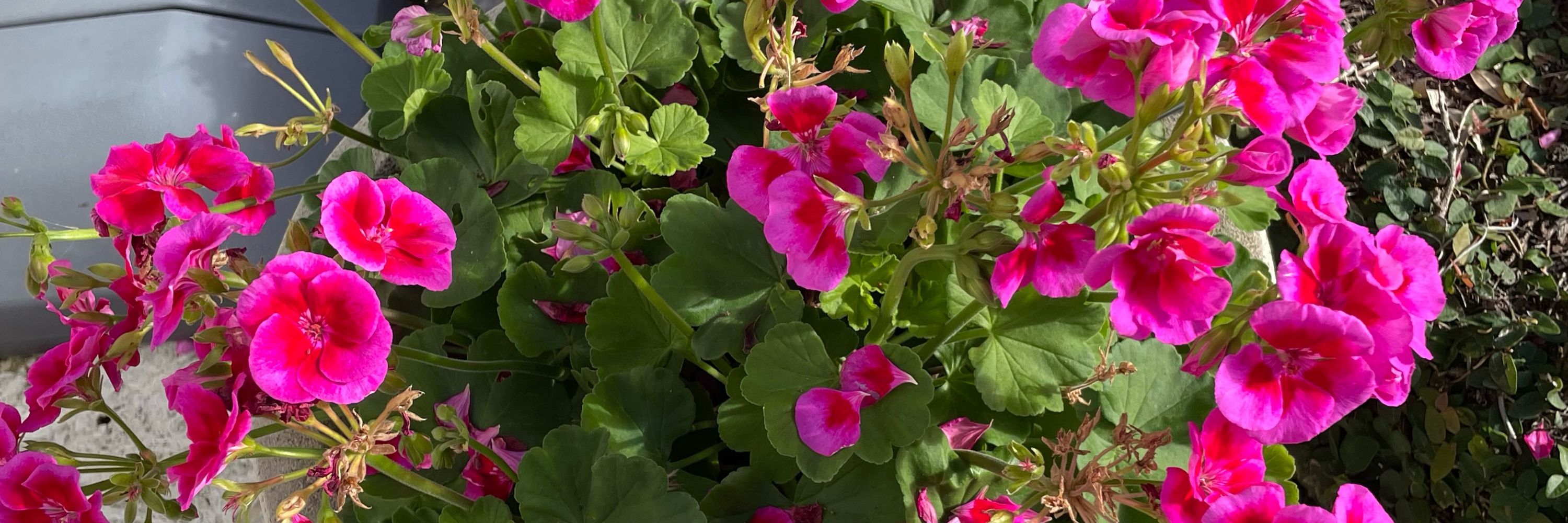 Patience Bloom