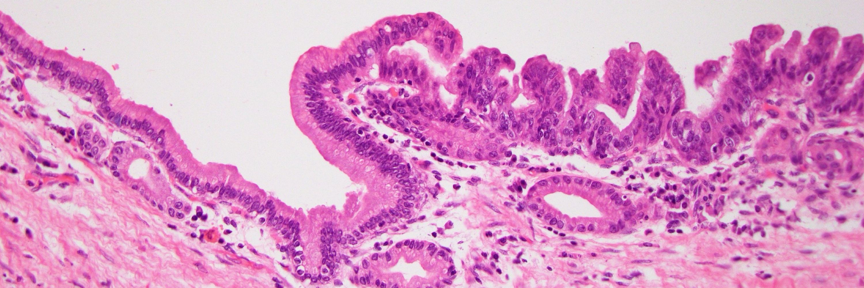 Adam L. Booth, MD