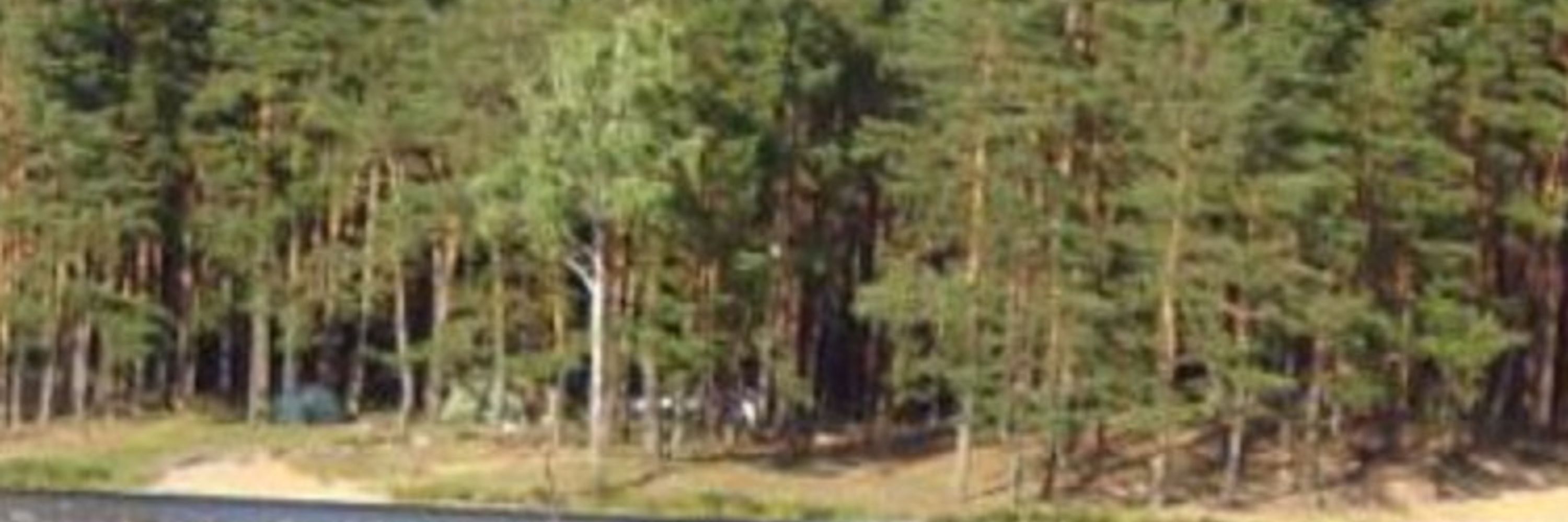 Пересмішник