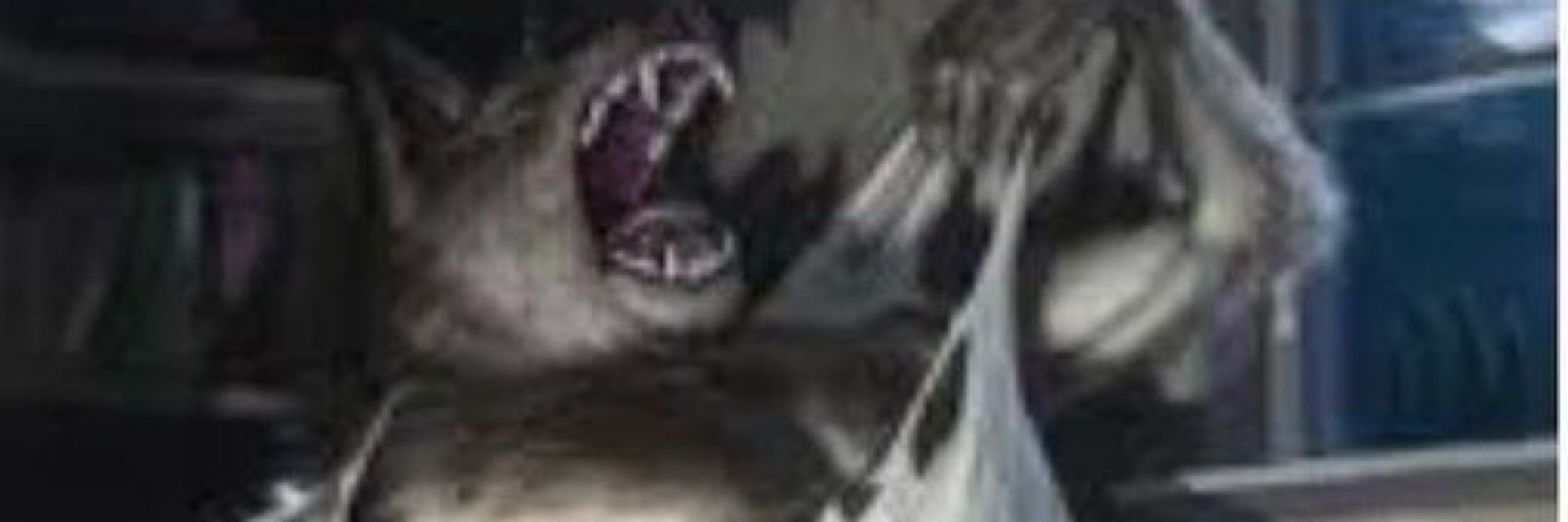 Kayro
