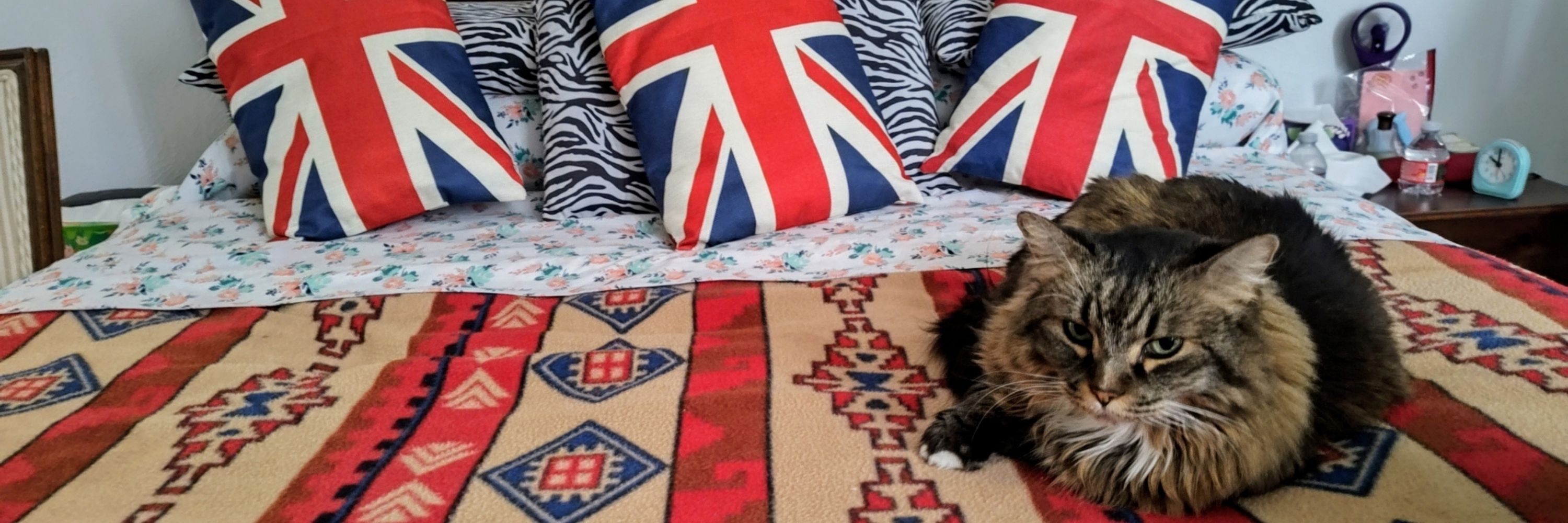Monty The Wonder Cat
