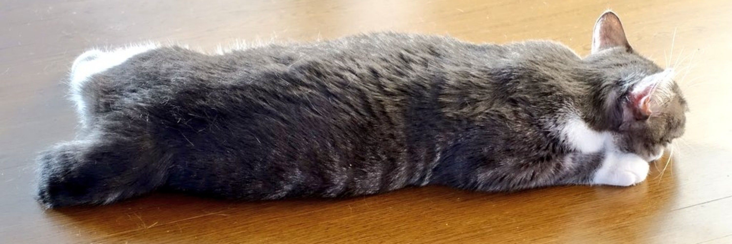 つるちょん