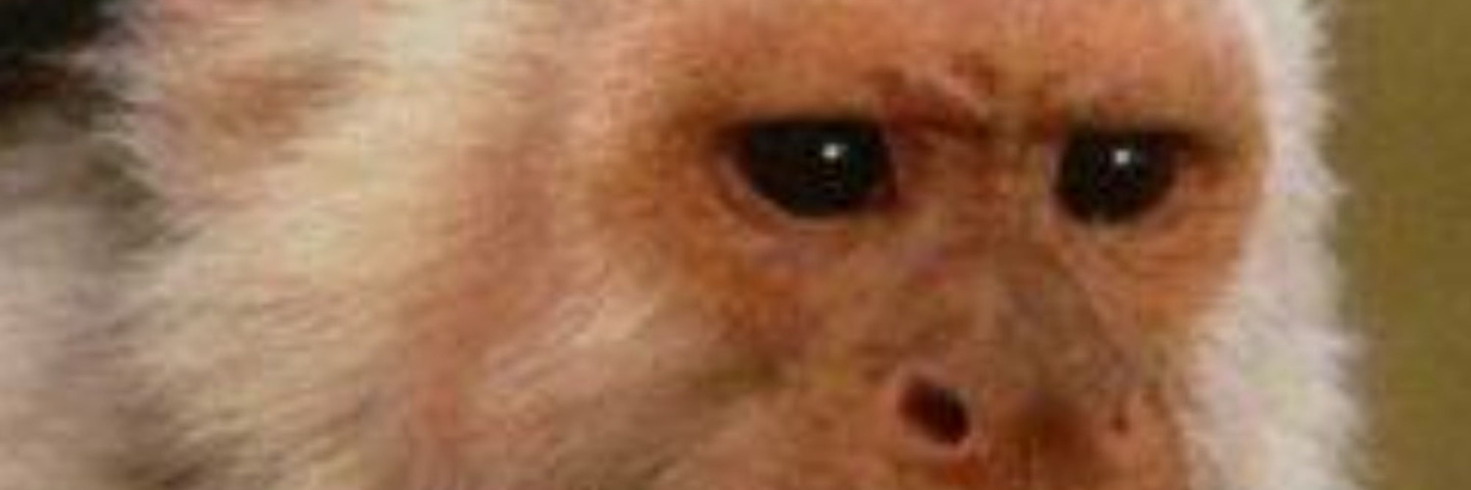 Monkey RobbL