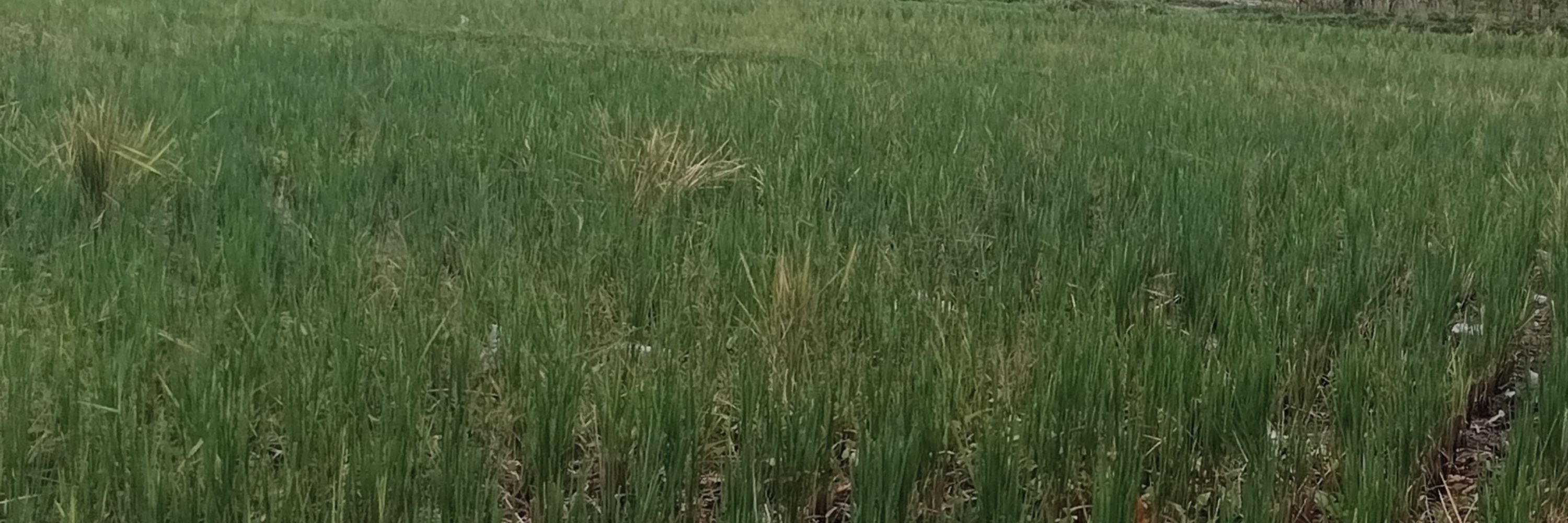 Rustiadi