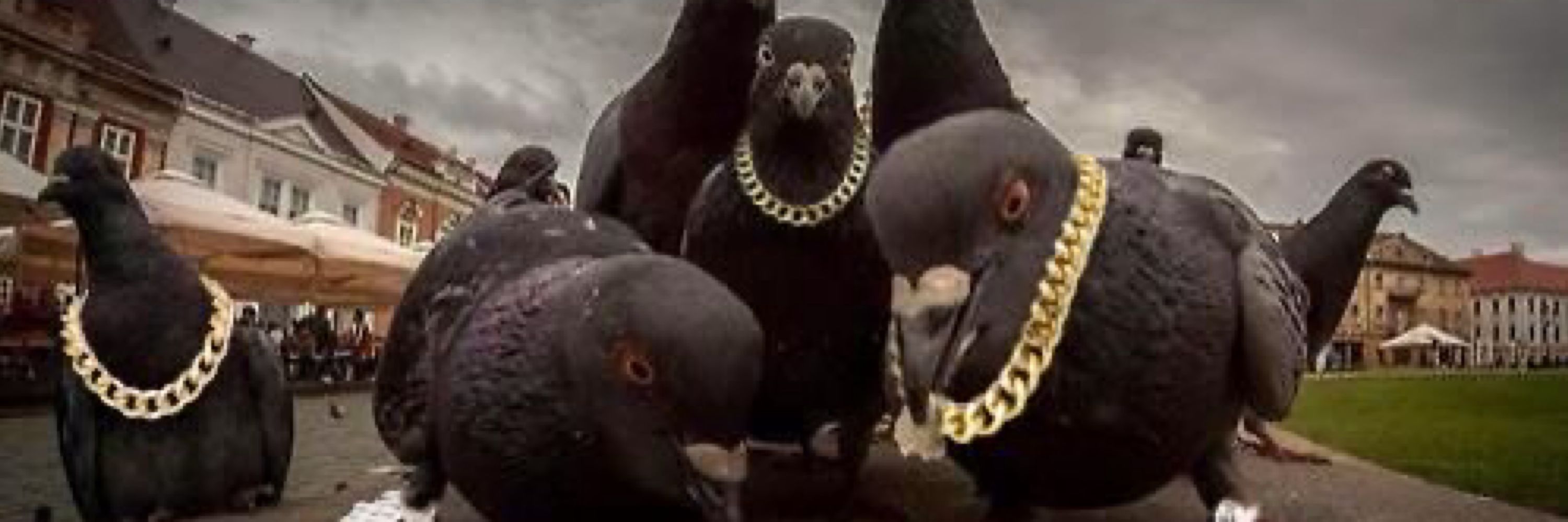 Pigeon Gooose