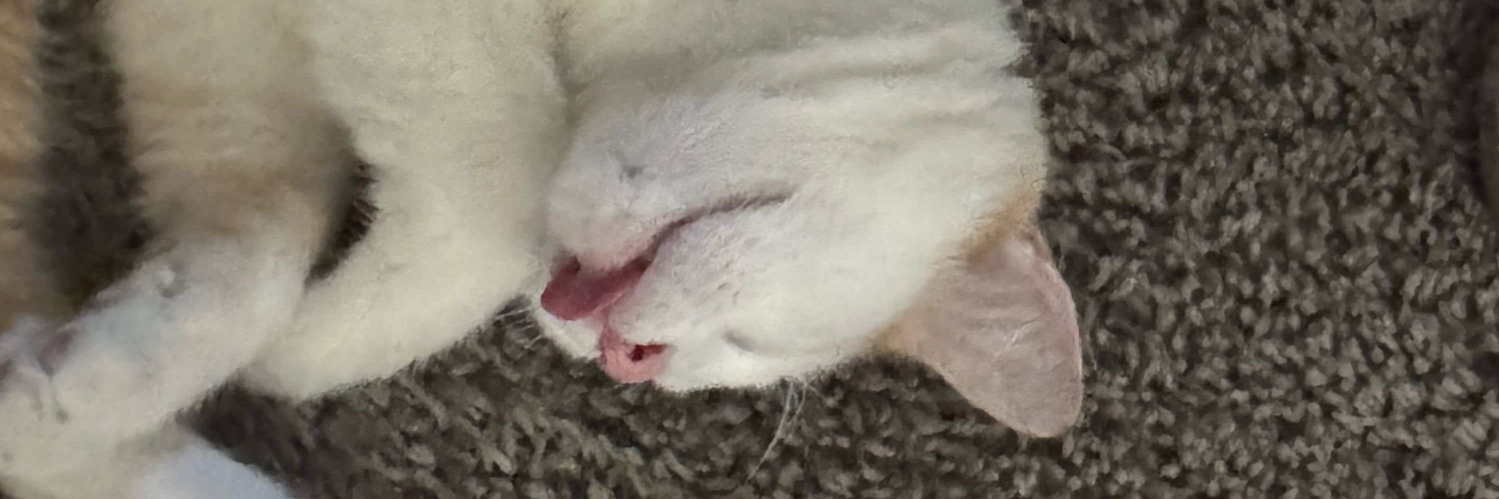 Ragnar the magnificant