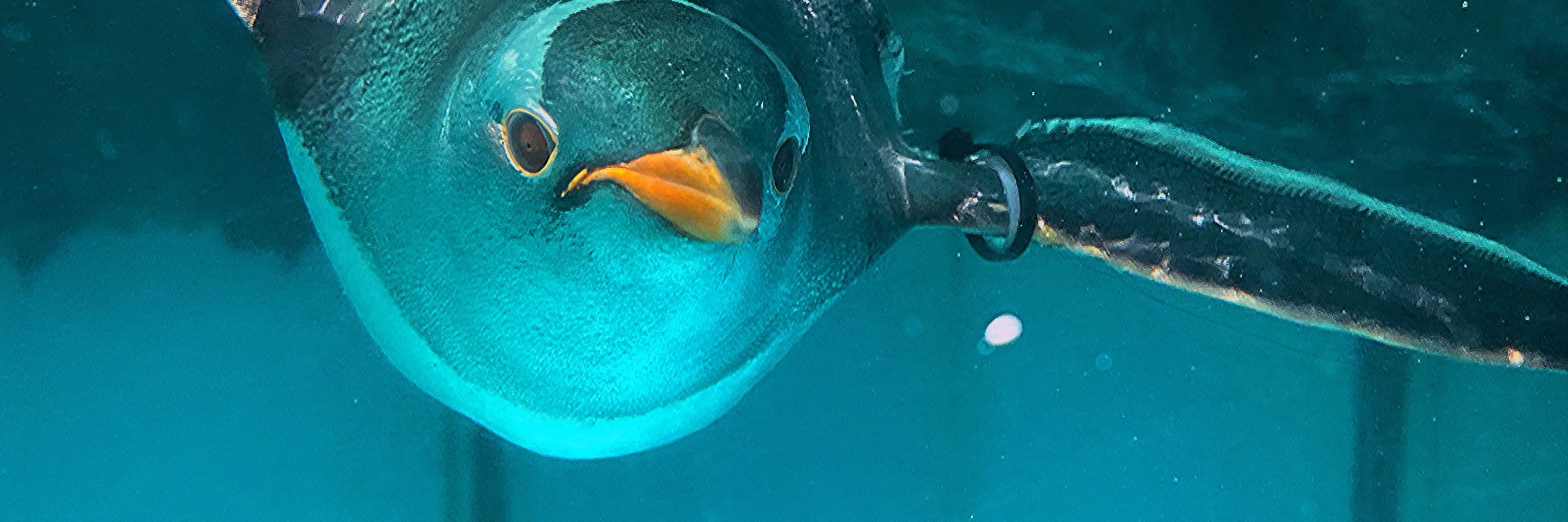 🍈🐧めろん🐧🍈
