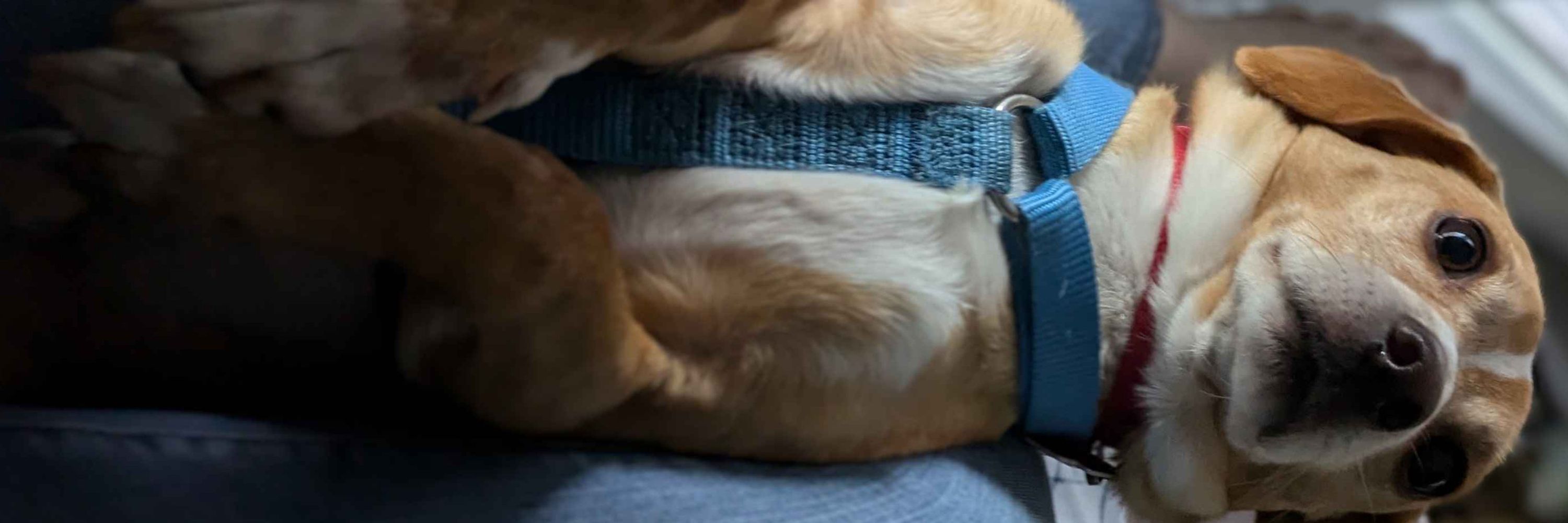 Abibi's dog Merlin