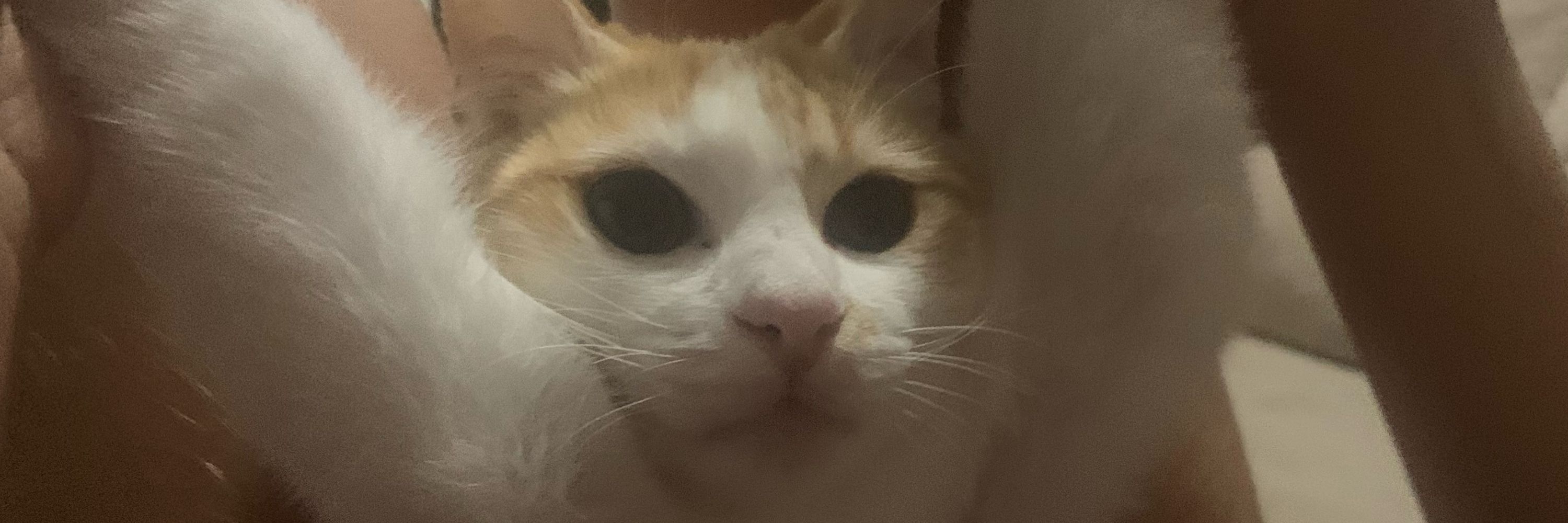 Helo