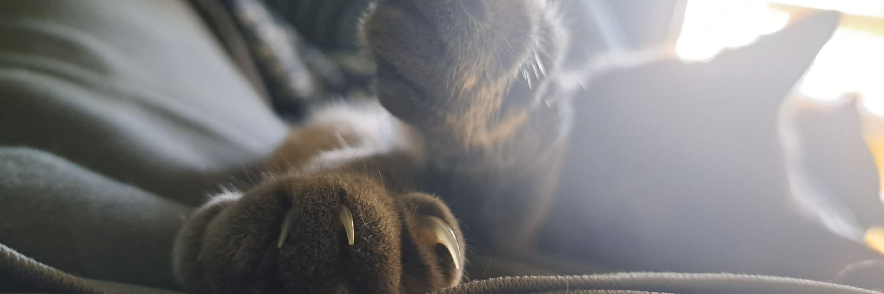 DustCat