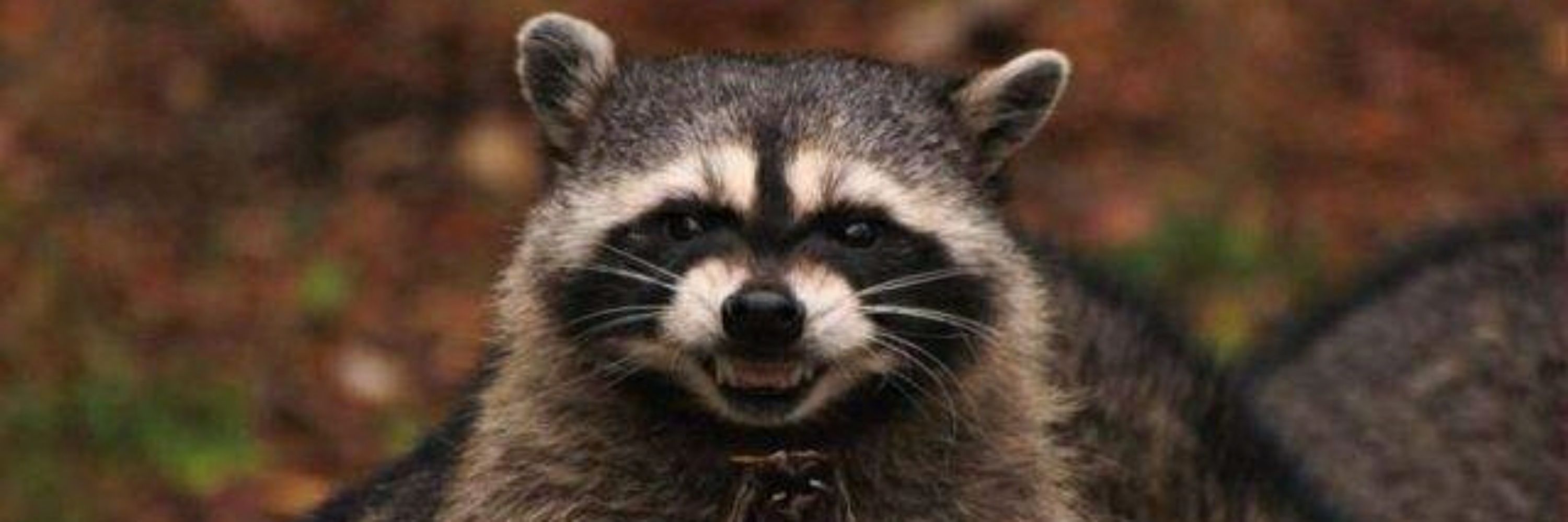 Mapache de incógnito 