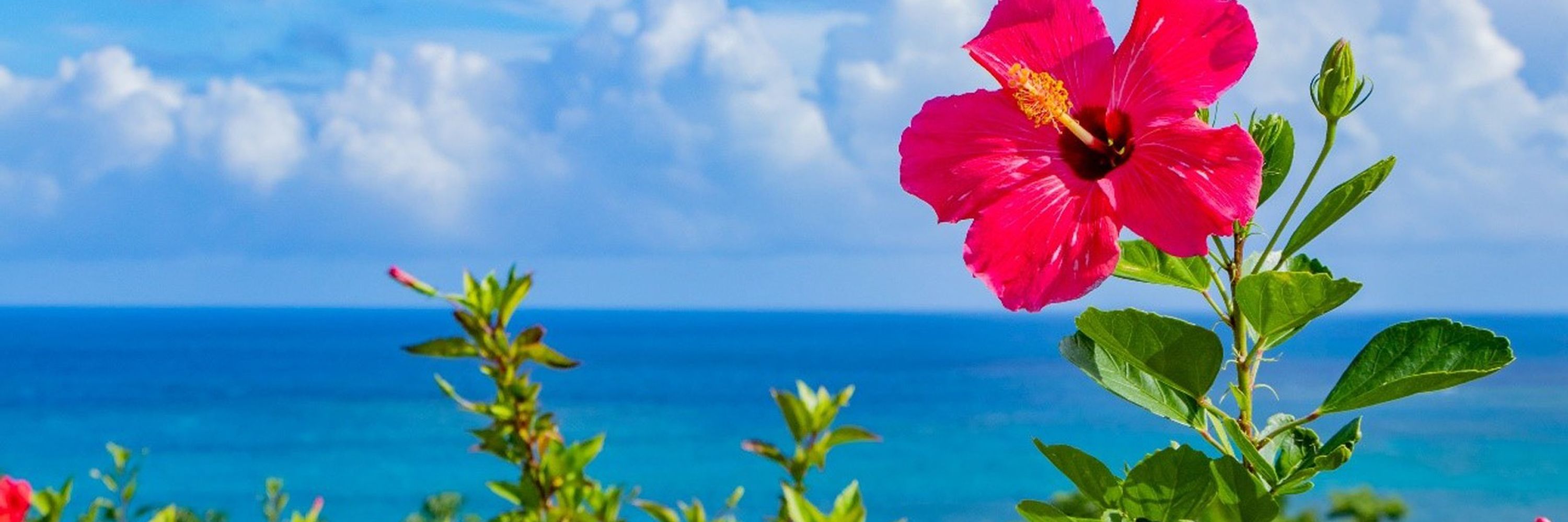 🌺