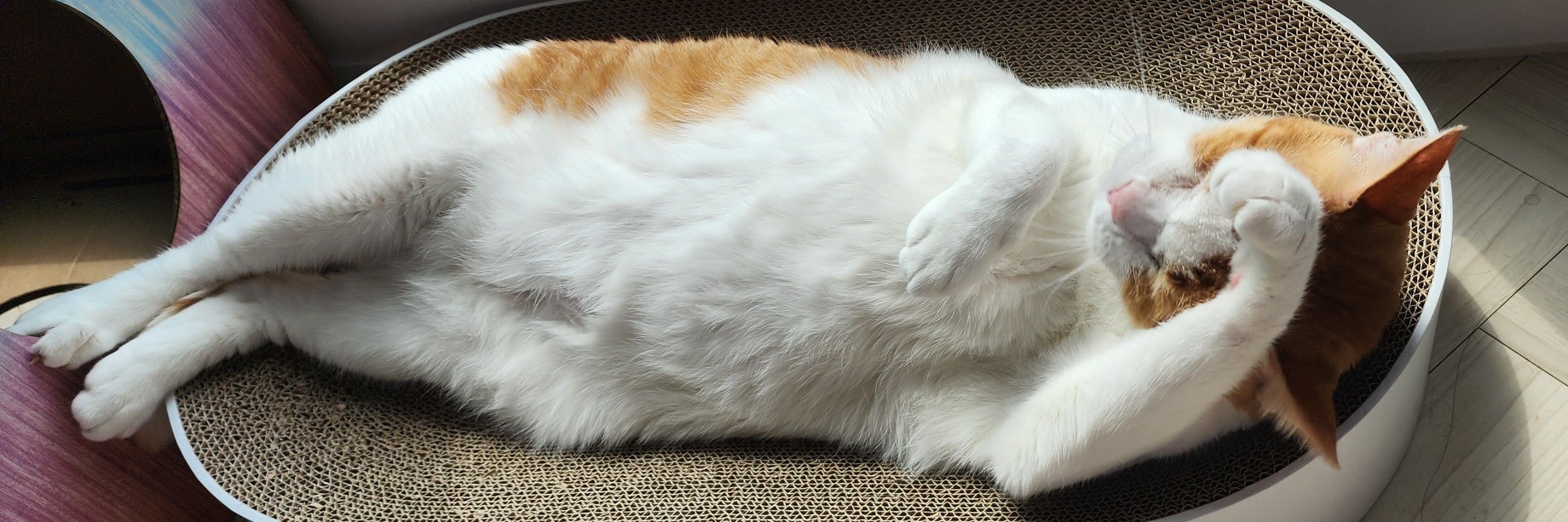 Todeti