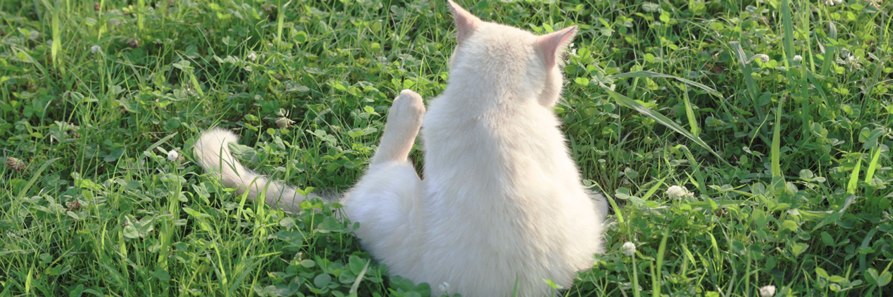 Felix