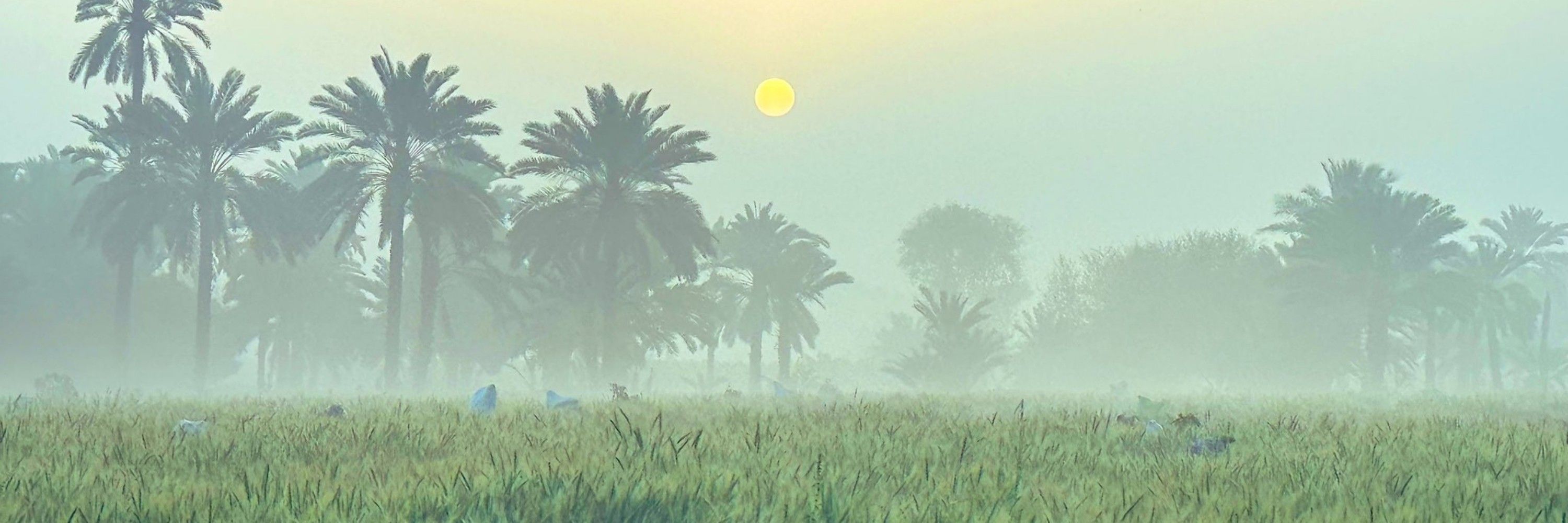 Sarwan Ali Palijo