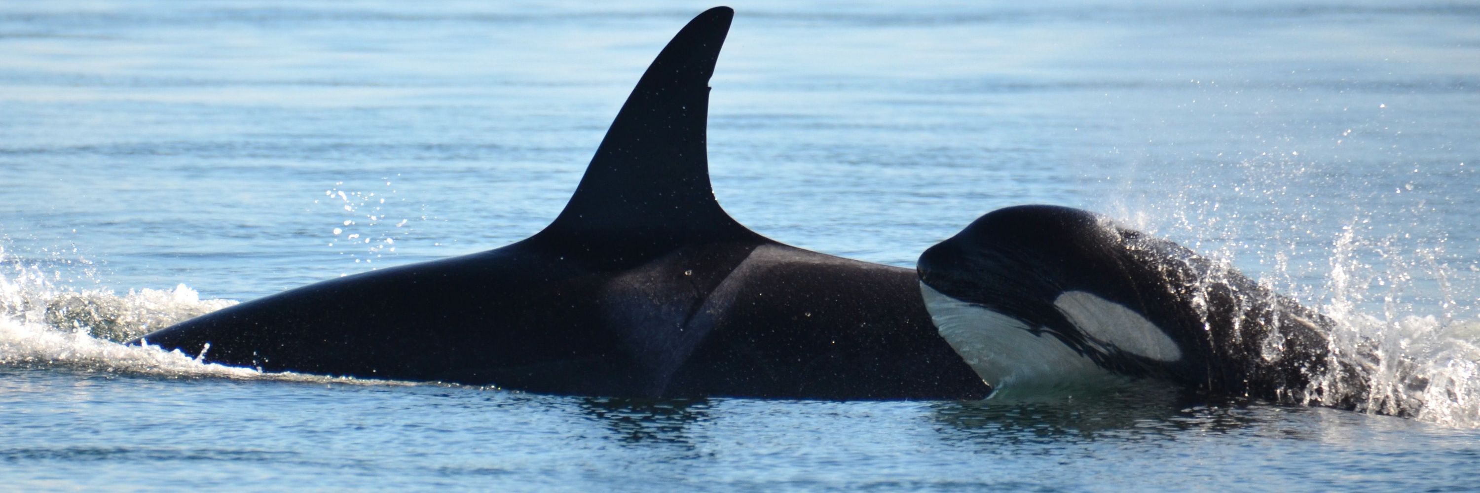 Orca Behavior Institute
