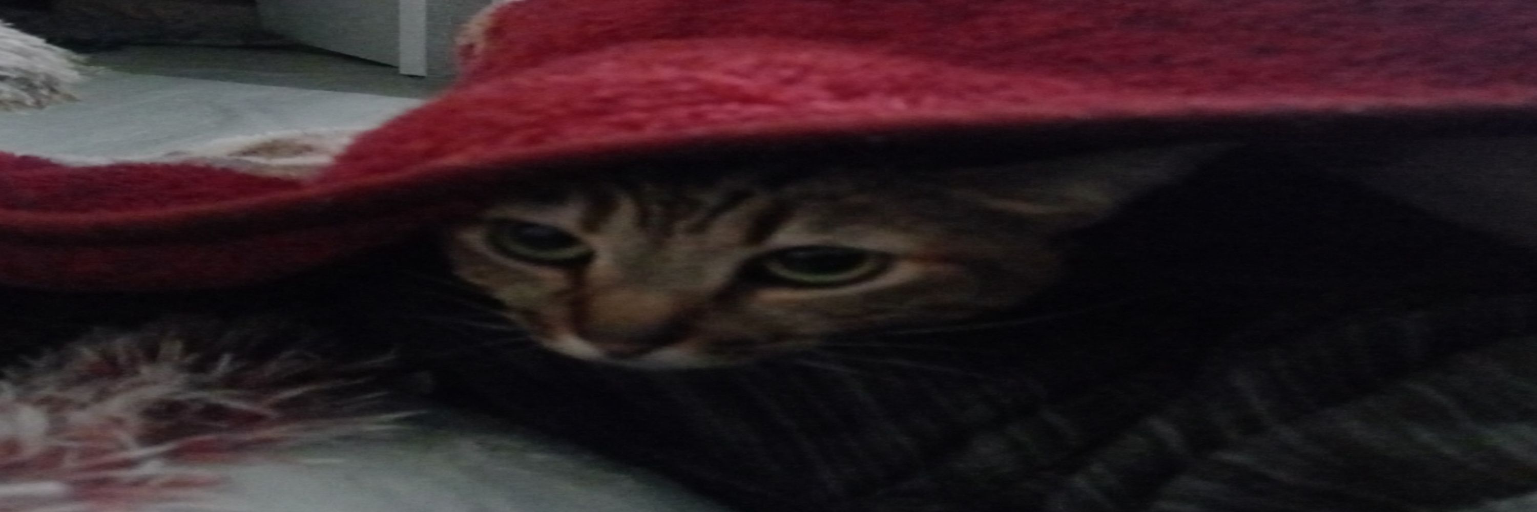 linocas