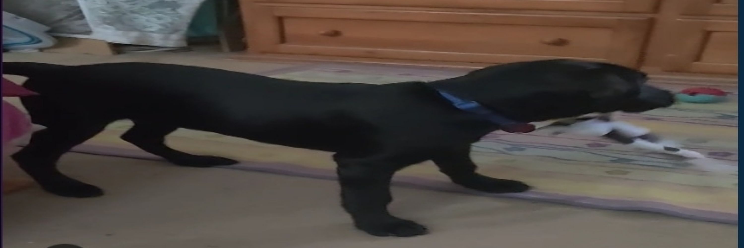 Gooby 