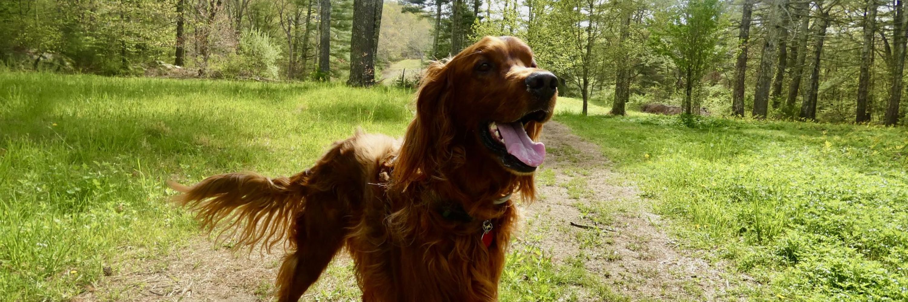 Irish Setter Dog Lover