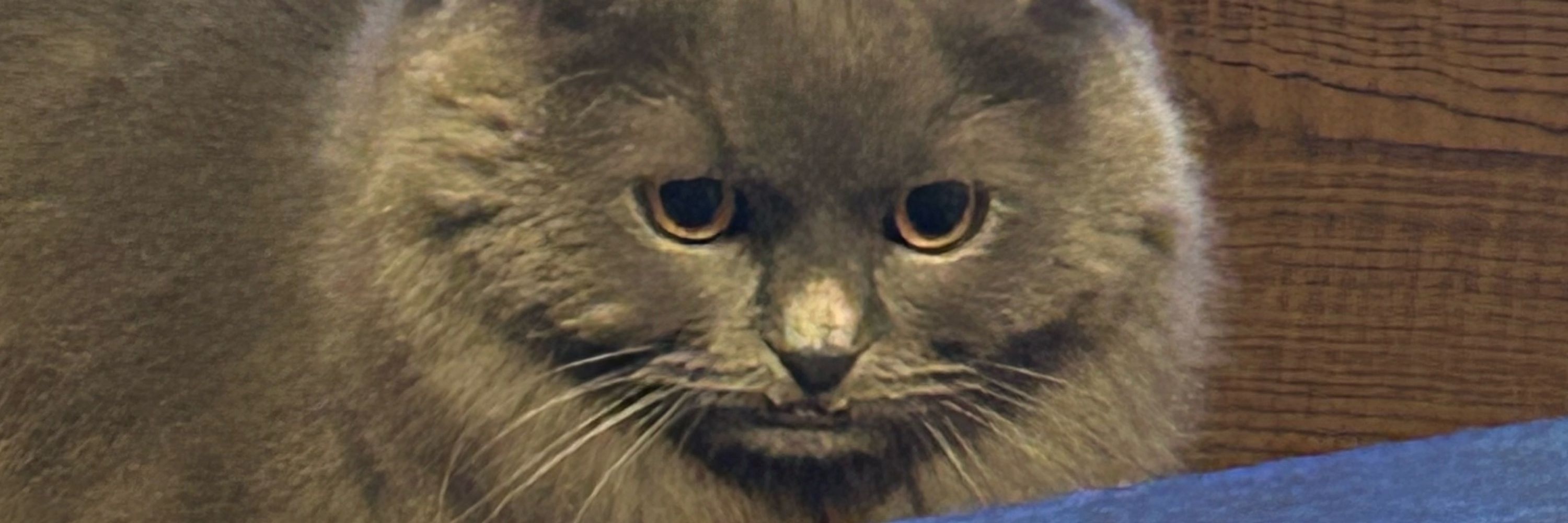 もうせ