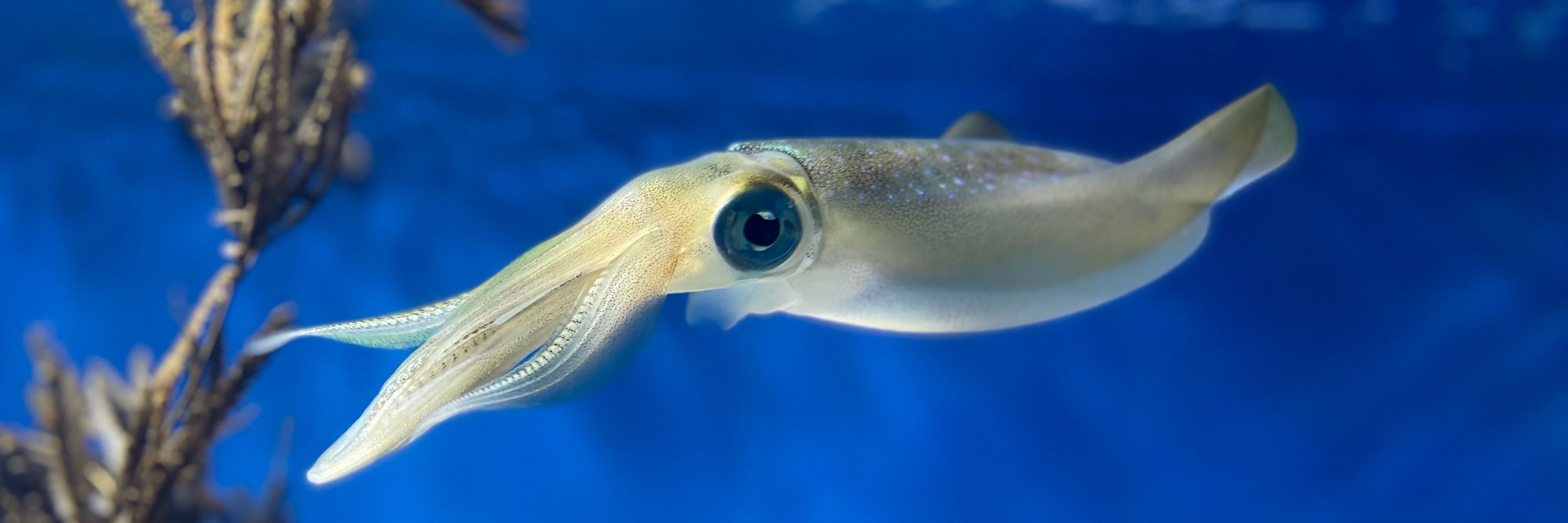 Rui Kurosaka🦑