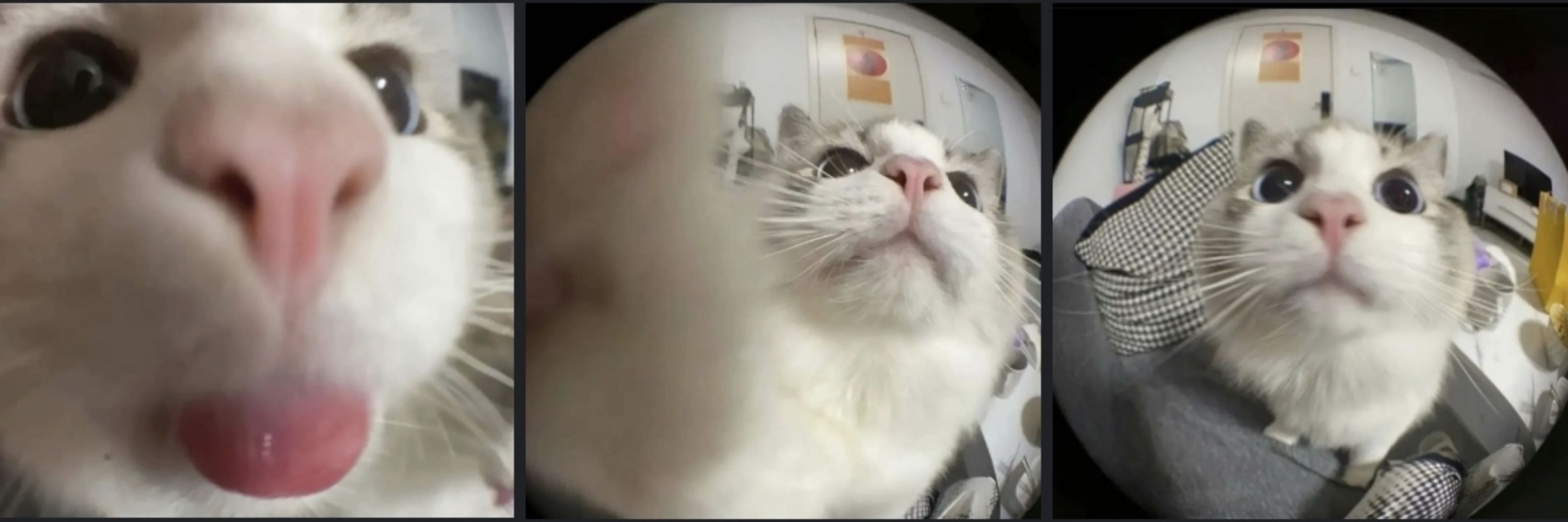 𝕮𝖞𝖆𝖓𝖎𝖉𝖊