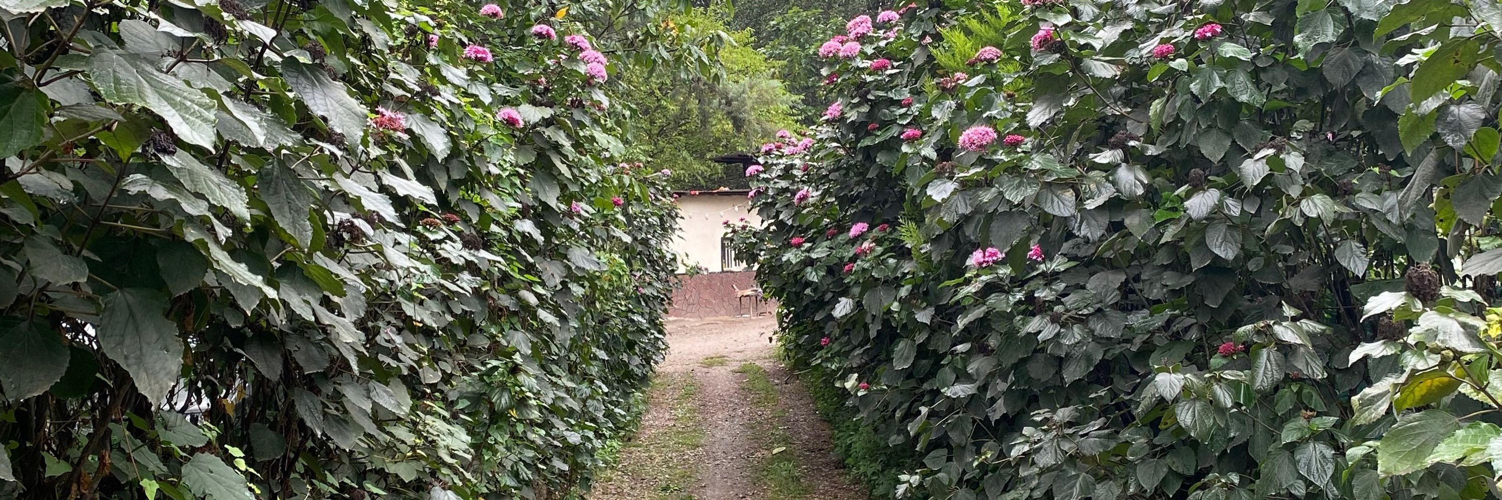کوچر