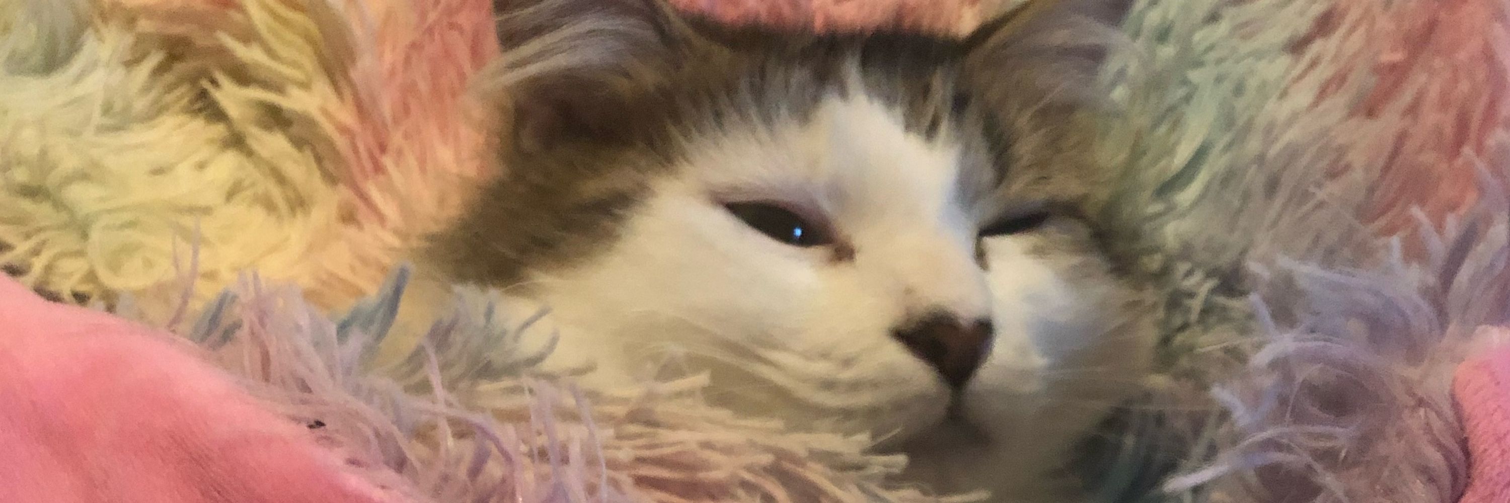 Catto